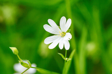 Große Sternmiere oder Echte Sternmiere (Stellaria holostea)