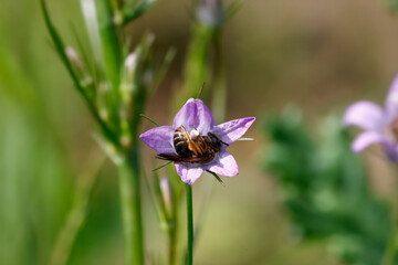 Wildbiene in Ruhestellung in Glockenblume