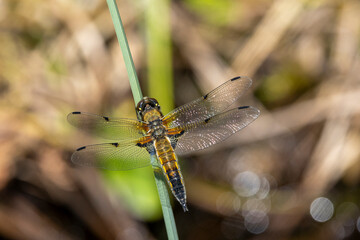 Vierfleck (Libellula quadrimaculata)