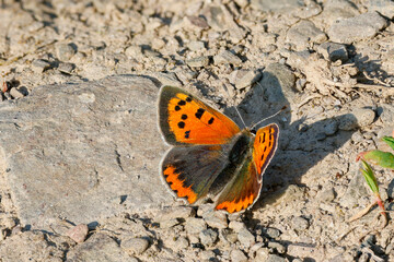 Kleiner Feuerfalter (Lycaena phlaeas)