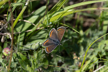 Kleiner Sonnenröschen-Bläuling ,Aricia agestis),Dunkelbrauner Bläuling ,Heidenwiesenbräunling