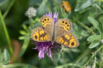Mauerfuchs (Lasiommata megera)