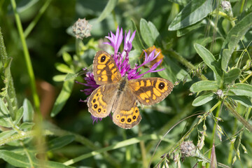 Mauerfuchs (Lasiommata megera)