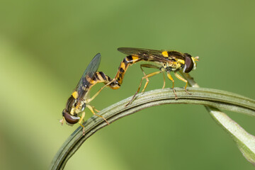 Gewöhnliche Langbauchschwebfliege (Sphaerophoria scripta)