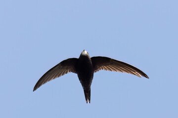 Mauersegler (Apus apus)
