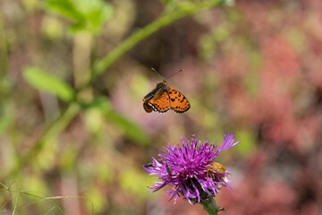 Rote Scheckenfalter (Melitaea didyma)