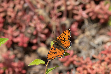 Rote Scheckenfalter (Melitaea didyma)