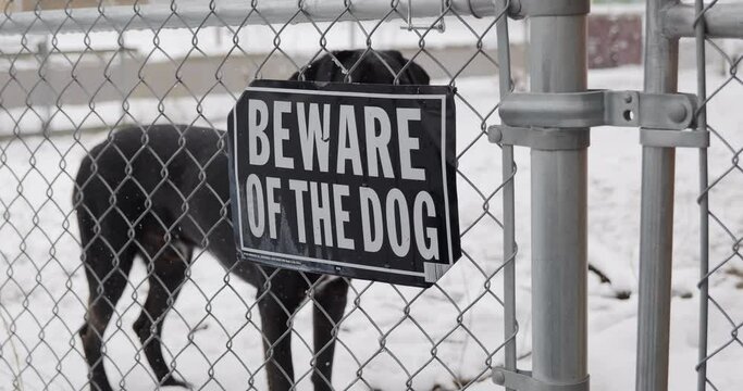 Beware of the dog sign on a chain link fence fresh white snow on the ground then black lab dane labradane dog comes into frame with ball sets it down then looks around.