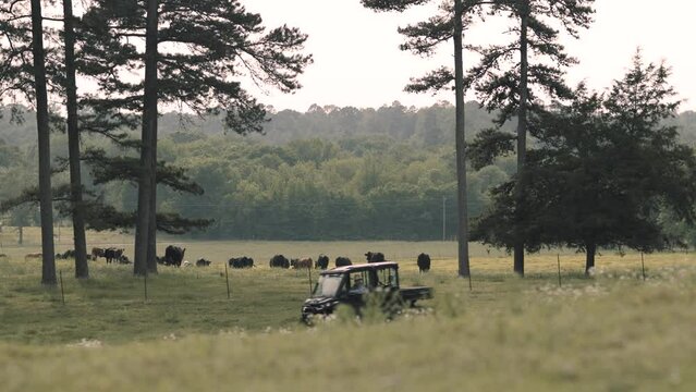 ATV 4 wheeler driving across ranch with cattle and cows in background rolling through tall grass in the field