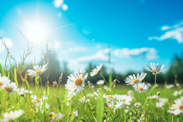 White daisy and refreshing summer sun