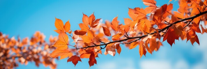 Naklejka na ściany i meble Vibrant Autumn Leaves On A Clear Blue Sky.