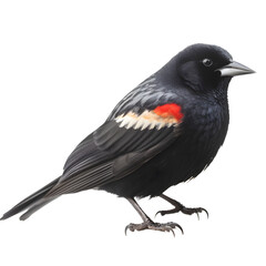 Red Winged Blackbird, wild bird, bird watching, realistic illustration,
 side view, transparent background, png, generative ai