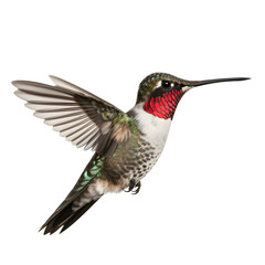 Ruby Throated Hummingbird, wild bird, bird watching, realistic illustration,
 side view, transparent background, png, generative ai