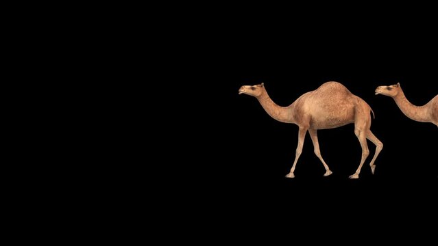 Camel caravan with transparent (alpha) background