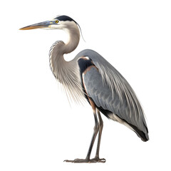 Great Blue Heron, wild bird, bird watching, realistic illustration, side view, transparent background, png, generative ai