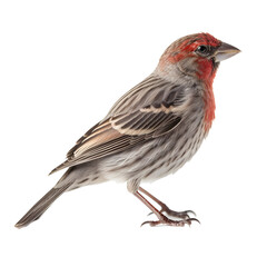 House Finch, wild bird, bird watching, realistic illustration, side view, transparent background, png, generative ai
