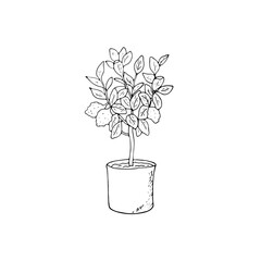 Hand-drawn bergamot plant in a pot. Vector botanical illustration isolated on white background - obrazy, fototapety, plakaty