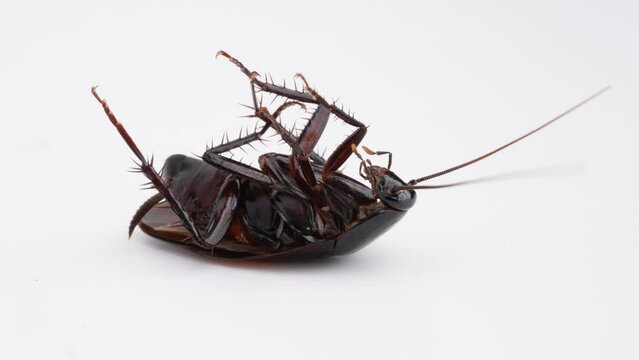 ゴキブリの白背景4Kスローモーション動画