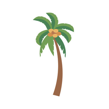 Coconut tree  isolated on white backround, cartoon palm tree flat vector illustration