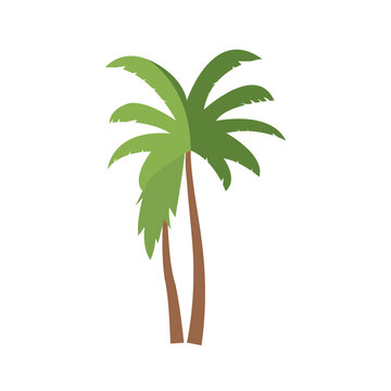 Coconut tree or palm tree isolated on white backround, vector illustration