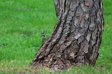 Obraz premium Little woodpecker sits on a tree trunk. A woodpecker obtains food on a large tree in spring.