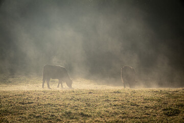 Misty morning, cows in a field