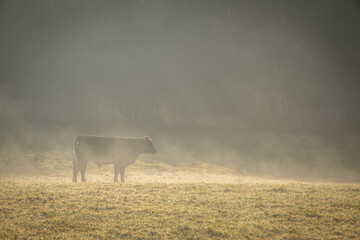 Misty morning, cows in a field