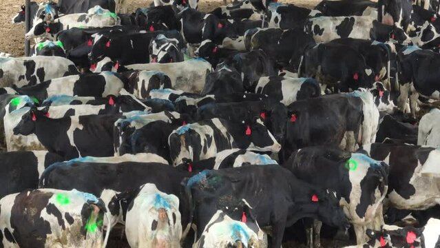 Beef cattle on ranch in southwest USA. Cows with pain markings on rear end. Aerial tilt up shot of herd of cows under barn in hot climate.
