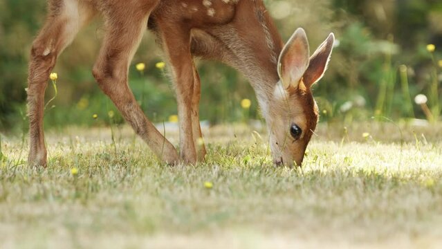 A fawn, baby deer, in forest, eating grass. A small cute deer in the woods. Animals in nature.