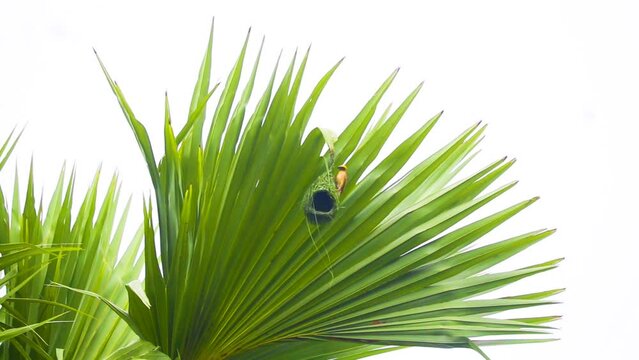 Baya weaver Bird making nest on Asian palmyra palm tree. Beaver making nest from grass leaves and hanging on the tree in Bangladesh