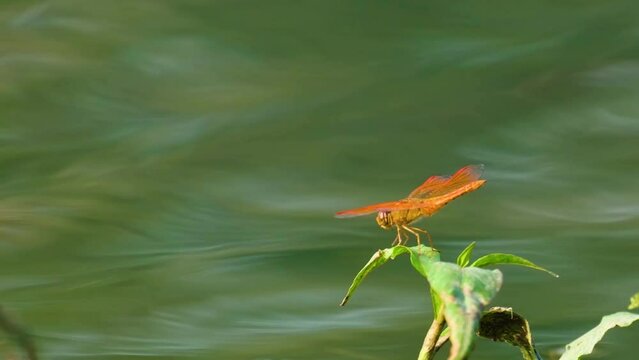 An orange dragonfly, ditch jewel, briefly rests on a leaf by the water in Bangladesh