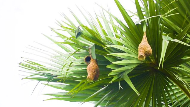 Baya weaver bird nest in Asian palmyra palm leaf in Bangladesh. Bird eating in their Nest hanging on palm tree