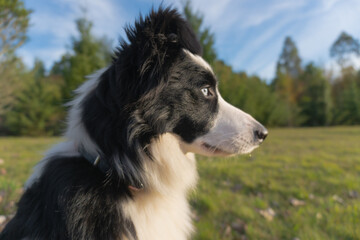 Border Collie -Miradas-