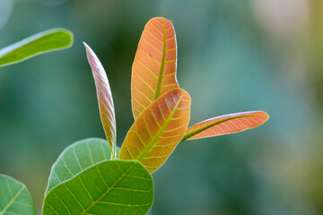 Cashew shoot are more benefits for health