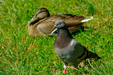 Wild pigeon on green grass. Duck. Close-up. Selective focus.