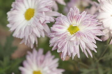 A close up photo of a bunch of dark pink chrysanthemum flowers with yellow centers and white tips on their petals. Chrysanthemum pattern in flowers park. Cluster of pink purple chrysanthemum flowers.