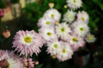 Pink chrysanthemum flowers autumn floral bouquet concept