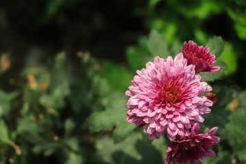 Dahlia Autumn flower design.With copy-space