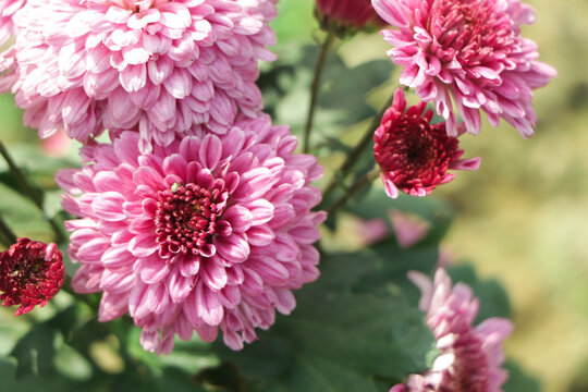 A close up photo of a bunch of dark pink chrysanthemum flowers with yellow centers and white tips on their petals. Chrysanthemum pattern in flowers park. Cluster of pink purple chrysanthemum flowers.