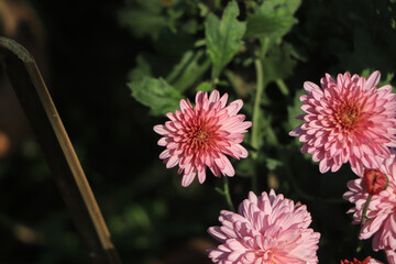 A close up photo of a bunch of dark pink chrysanthemum flowers with yellow centers and white tips...