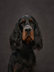 portrait of dog on a brown canvas background. Nice Gordon setter in studio
