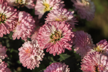 Beautiful pink chrysanthemums close up in autumn Sunny day in the garden. Autumn flowers. Flower head