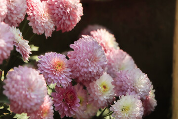 Pink chrysanthemum flowers autumn floral bouquet concept