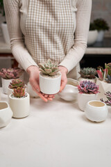 Woman holding Echeveria Succulent house plant in a pot