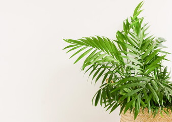 Indoor home plant palm tree in a wicker basket near white wall with copy space.
