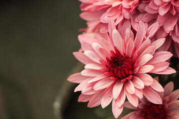 pink winter chrysanthemum flowers with space for text. garden chrysanthemum