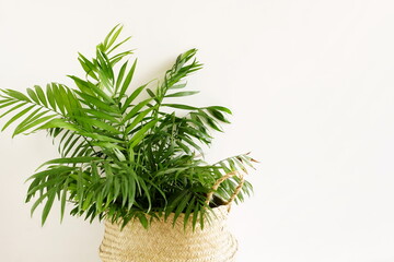 Indoor home plant palm tree in a wicker basket near white wall with copy space.