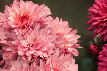 Beautiful pink chrysanthemums close up in autumn Sunny day in the garden. Autumn flowers. Flower head