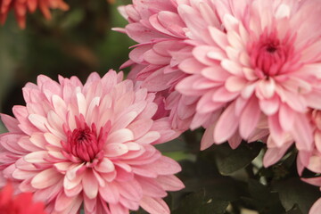 A close up photo of a bunch of dark pink chrysanthemum flowers with yellow centers and white tips...