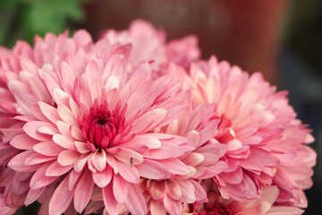 Beautiful pink and white chrysanthemum flower closeup shot in daylight in a botanical garden of asia